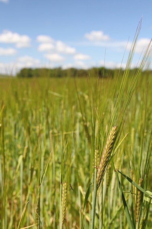 Barley Barley