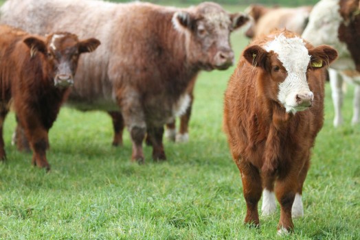 This is the last year of the current SBS – all animals born on or after December 2 2014 can only be claimed under the new 2015 beef scheme, with payment for that due next year. This is the last year of the current SBS – all animals born on or after December 2 2014 can only be claimed under the new 2015 beef scheme, with payment for that due next year.