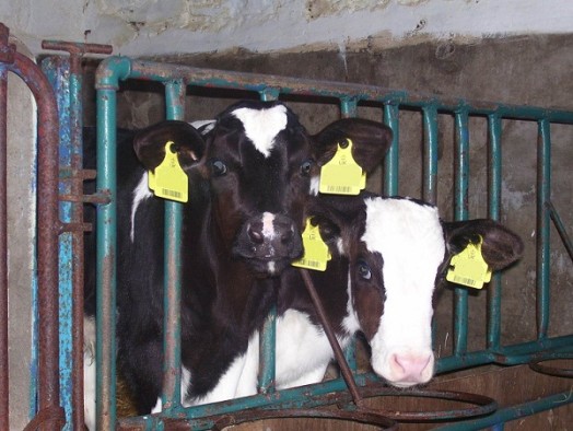 Calves Calves