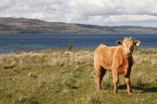 Rise in cattle positive says Rural Affairs Secretary Rise in cattle positive says Rural Affairs Secretary