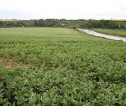 Crop field