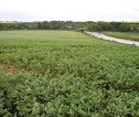 Landscape image of crop field