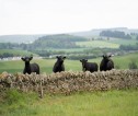 cows behind a wall in a field