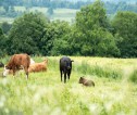 cows in a field