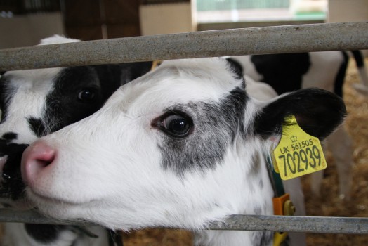 The Dairy Skill Initiative offers school leavers 12 week placements The Dairy Skill Initiative offers school leavers 12 week placements