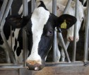 Image of dairy cow head from the front