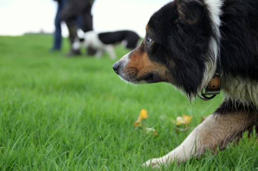 A consultation on whether electronic training collars for cats and dogs should be regulated or banned in Scotland has been launched today (Friday November 6, 2015)