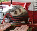 Ferret in a cage