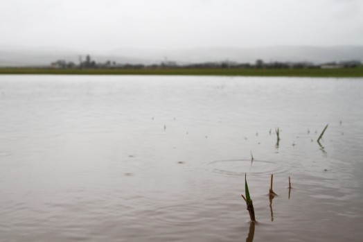 Practical measures to help farmers affected by recent flooding have been announced by Rural Affairs Secretary Richard Lochhead Practical measures to help farmers affected by recent flooding have been announced by Rural Affairs Secretary Richard Lochhead