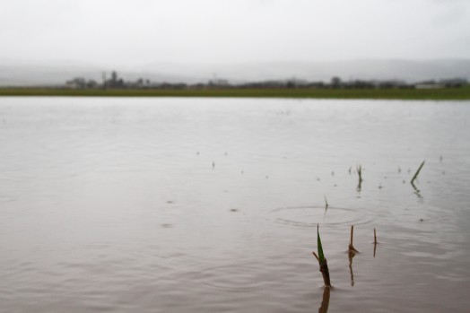 Practical measures to help farmers affected by recent flooding have been announced by Rural Affairs Secretary Richard Lochhead