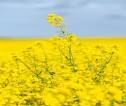 Yellow rapeseed flowers
