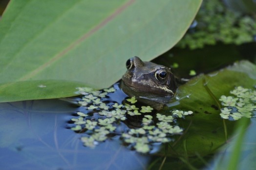 Frog – Credit: Tony Seymour The Farm Environment Ltd