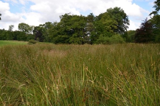 Cropped machair – Credit: Tony Seymour The Farm Environment Ltd