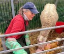 Photograph of Joan Brown with newly born lambs and a ewe