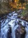 Photograph of a river in the middle of a woodland