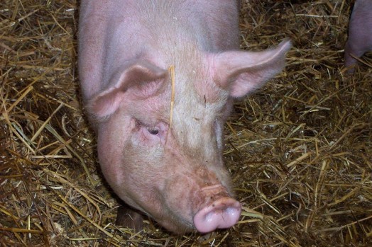 Pig Pig