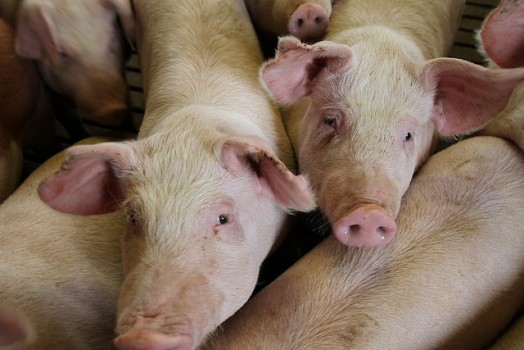 Views are being sought on whether the pig disease Porcine Epidemic Diarrhoea (PED) should be classed as a notifiable disease in Scotland.
