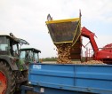 Potatoes being unloaded on to the back of a trailer