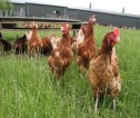 Chickens standing in the grass