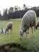 sheep grazing