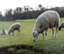 sheep grazing