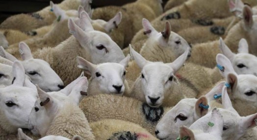 Payments under the new Scottish Upland Sheep Support Scheme (SUSSS) are about to start, Rural Economy Secretary Fergus Ewing has confirmed.