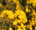 Close up of yellow flowers